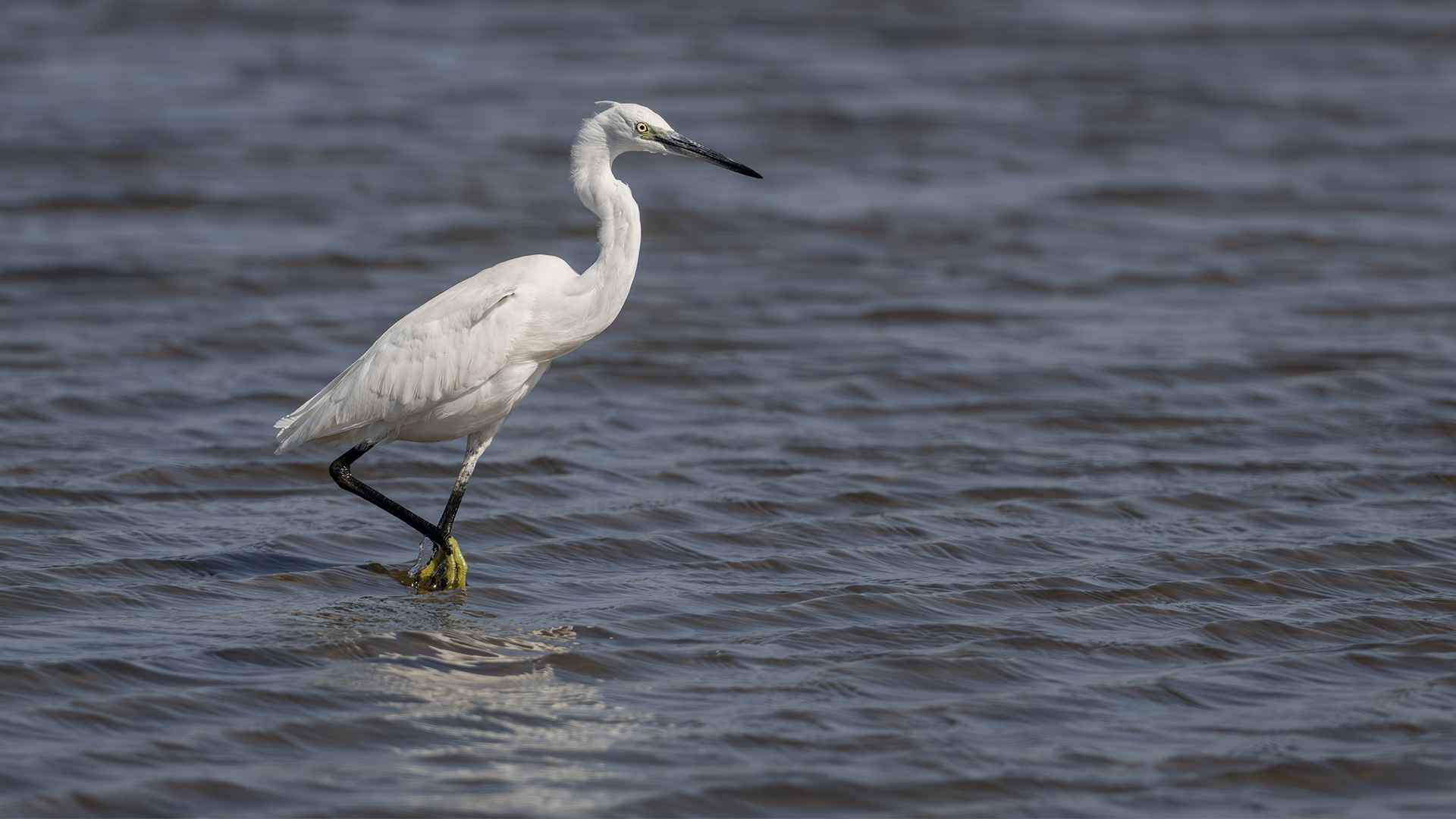 Little Egret